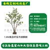 Árbol de arce verde de madera maciza con múltiples troncos de 1,6 m de altura (enlace de depósito)