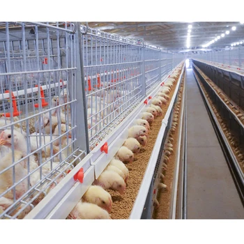 H Type Manual Poultry Farming Equipment Auto Chicken Cage for Broilers Products