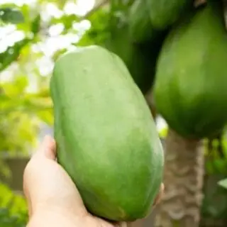 Лучший продавец! Свежая вьетнамская папайя для продажи!