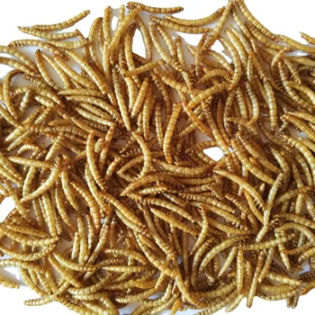 Competitive price delicious wild bird reptile food dry mealworms factory wholesale