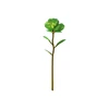 green (Macron)