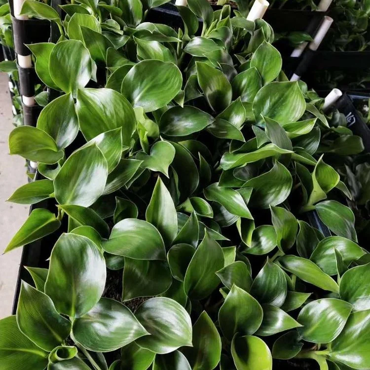 Завод рассады небо