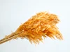 Arancione