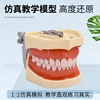 Ensemble complet de dents standard (avec articulateurs)