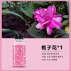 Gardenia essential oil