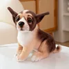 Chihuahua squat