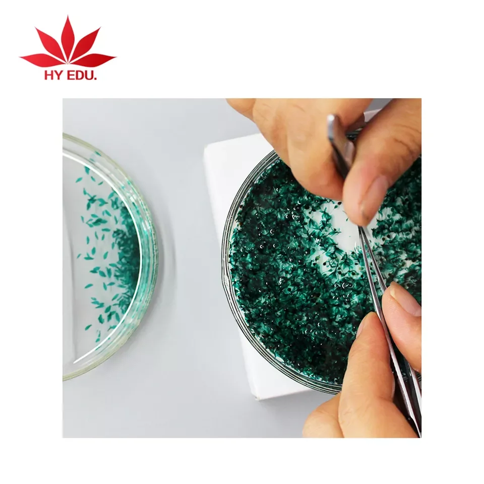 Recursos de ensino popular haste de botania de xylophyta dicotyledon t.s.  microscópio biológico preparado deslize, image size:960x960