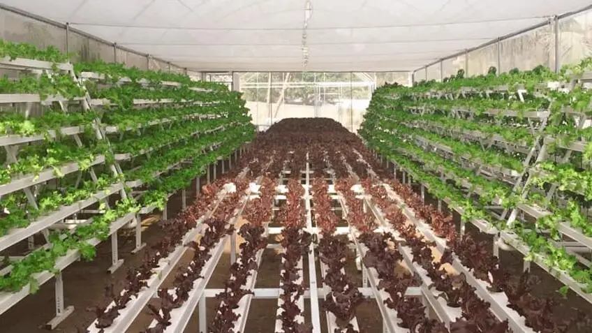 wick system hydroponics