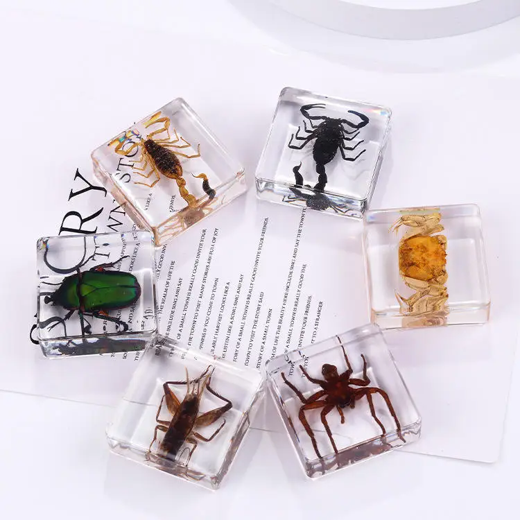 Resin Insects Insect Specimens (Butterfly, Dragonfly, Cricket, Spider... Resin Insects Insect Specimens (Butterfly, Dragonfly, Cricket, Spider...