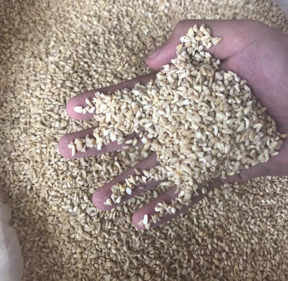 High Quality Low Fat Raw and Fresh Cashew Kernels Whole and Broken Fresh Nut Snack Best Price