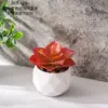 CF02253 Rojo