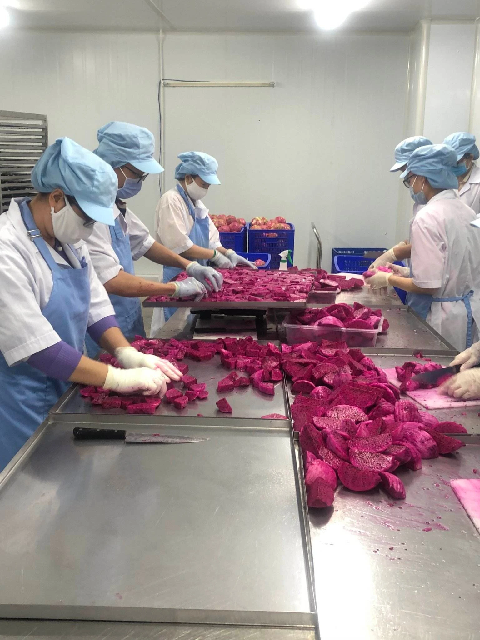 Freeze Dried Red Dragon Fruit Slices for Wholesale | Bulk B2B Supply H4a027d1a7efa4200b31038f9badb2d66m