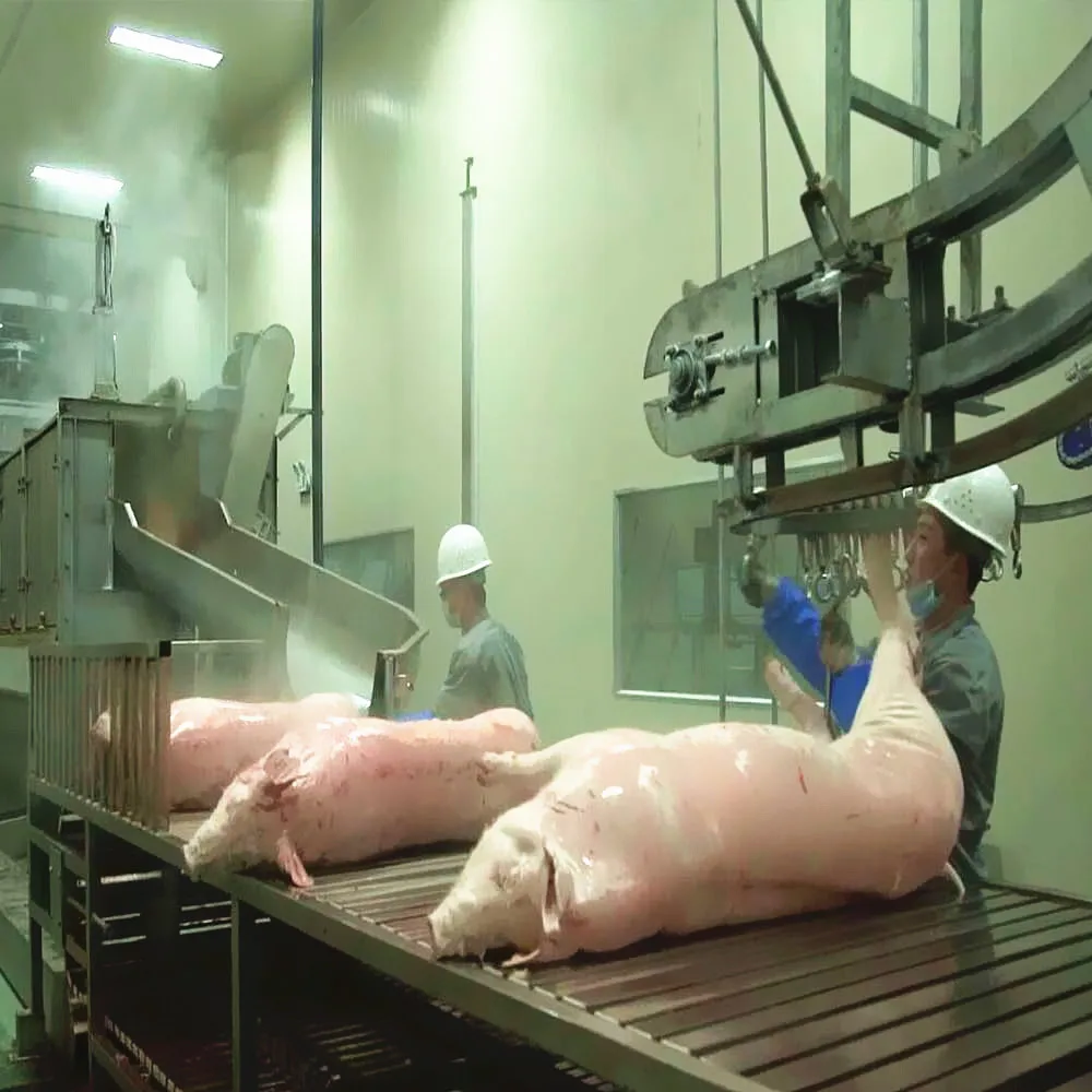 Complete butcher plant sow slaughter line pig slaughtering equipment pig slaughterhouse