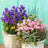 Rose et violet mélangés