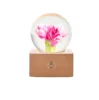 Pink Carnation