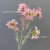 ดาว - สีชมพู