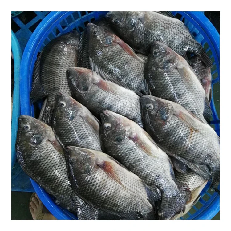 Alibaba.com: Wholesale Tilapia Fish from China, seafood export to EU ...