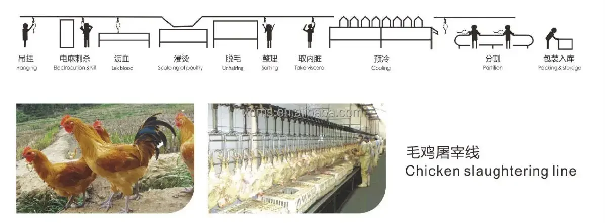 New Chicken Weighing and Grading System Weight Grading Machine| Alibaba.com