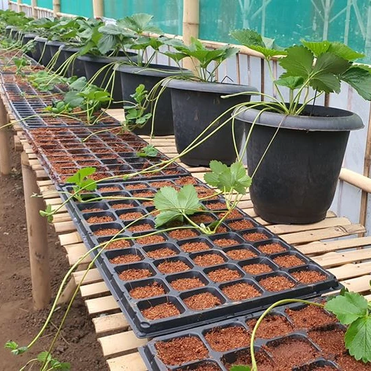 black plastic ps material seedling tray plant growing tray