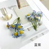 blue-purple