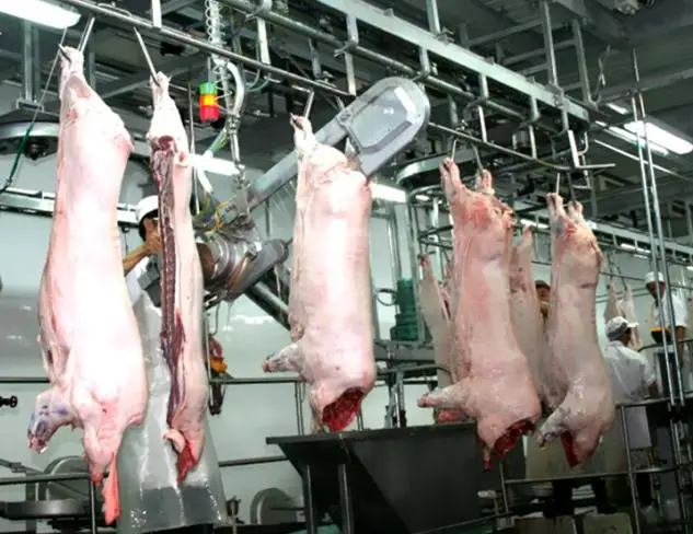 Complete pork slaughtering equipment package for modern slaughterhouse processing line