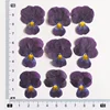 Viola scuro