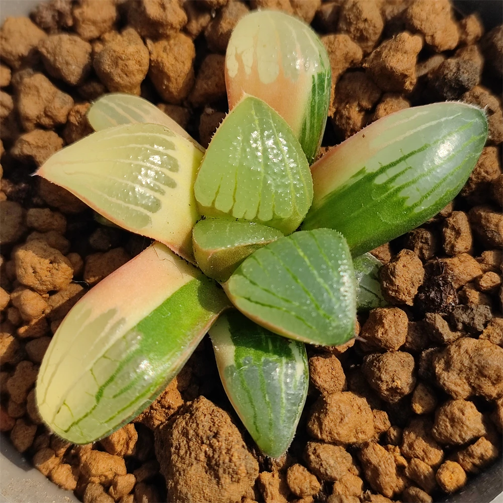 H223 Havoia Springbogbrakensis 各种稀有多肉植物活植物3 盆天然多肉植物室内植物盆景 Buy 真正的植物 仙人掌园艺多汁 珍稀植物 室内植物花卉echeveria 活的植物木本植物观赏植物