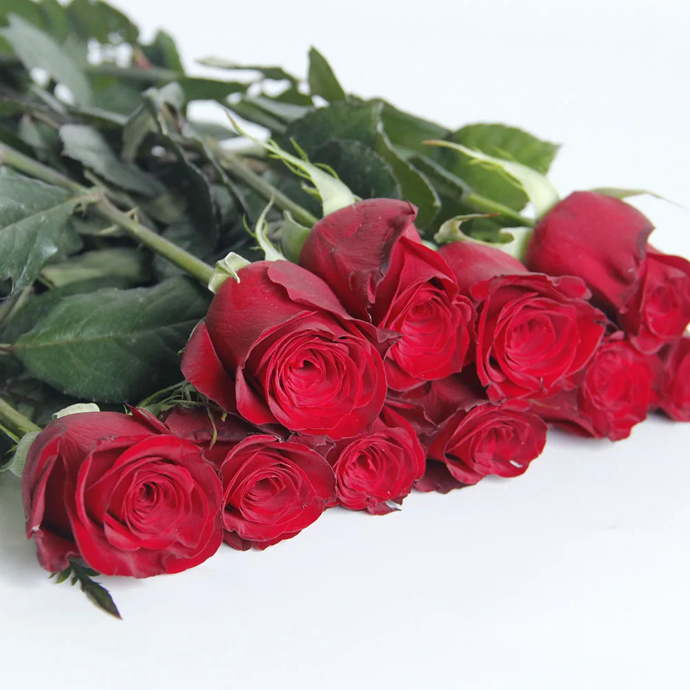 Yunnan Farmland Directly Supply Fresh Cut Flowers Red Roses Plateau Red For Home Valentine