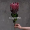 Bright red protea