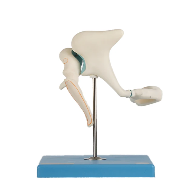 Medical science Models Auditory Ossicle Model Consists of Malleus Incus Stapes GD/A17203