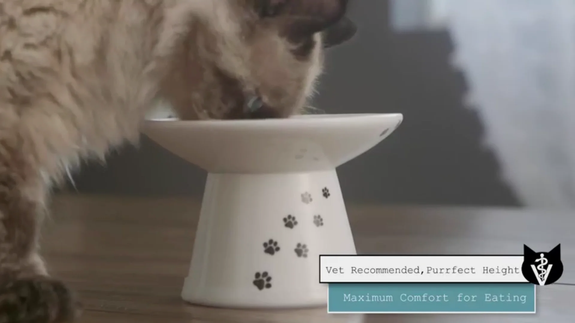 Prevent Whisker Fatigue Elevated Wide Raised Cat Food Bowl Buy Cat