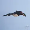Black Flying Swallow