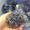 Viola