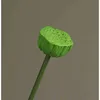 green l04