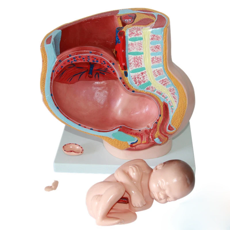 Ceinture Ventrale Industrielle Pour Femmes Modele D Enseignement Pour Nourrissons Modele Physiologique De Grossesse Modele De Foetus Pour Bebe De Neuf Mois Buy Femme Section Pelviennes Grossesse Modele Anatomique Femme Pelvienne Ceinture Infantile