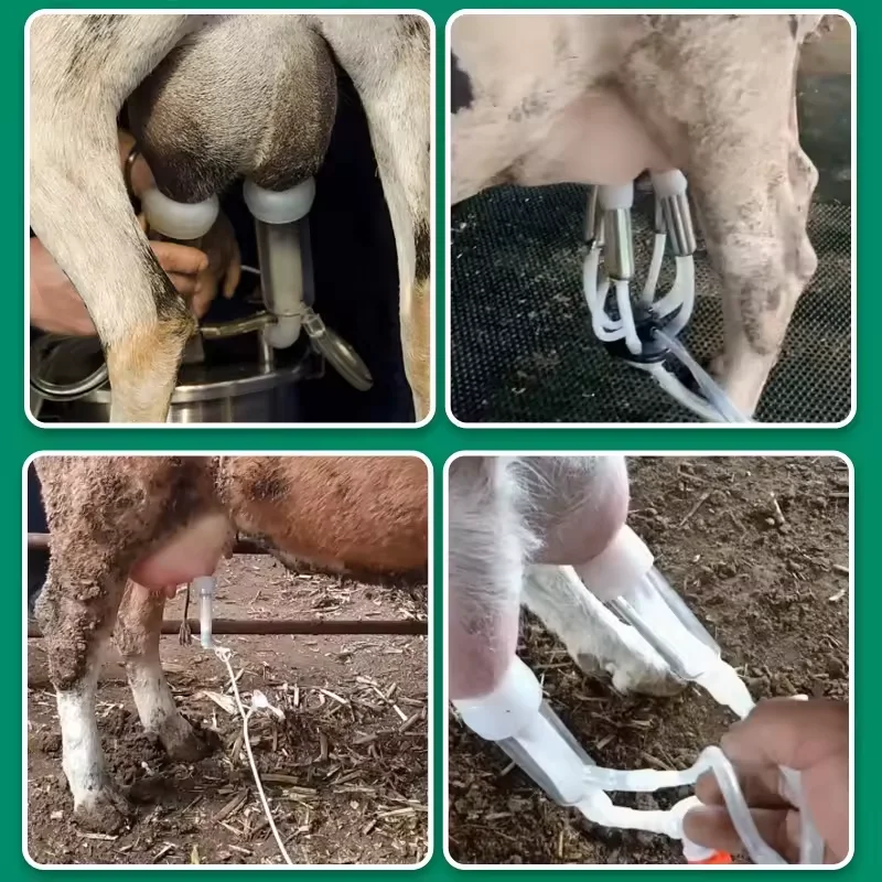 Poultry Electric Pulse Sheep Milking Machine 10L Cow Milking Collection Equipment Stainless Steel Small  Milking Machine