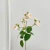 Champagne color