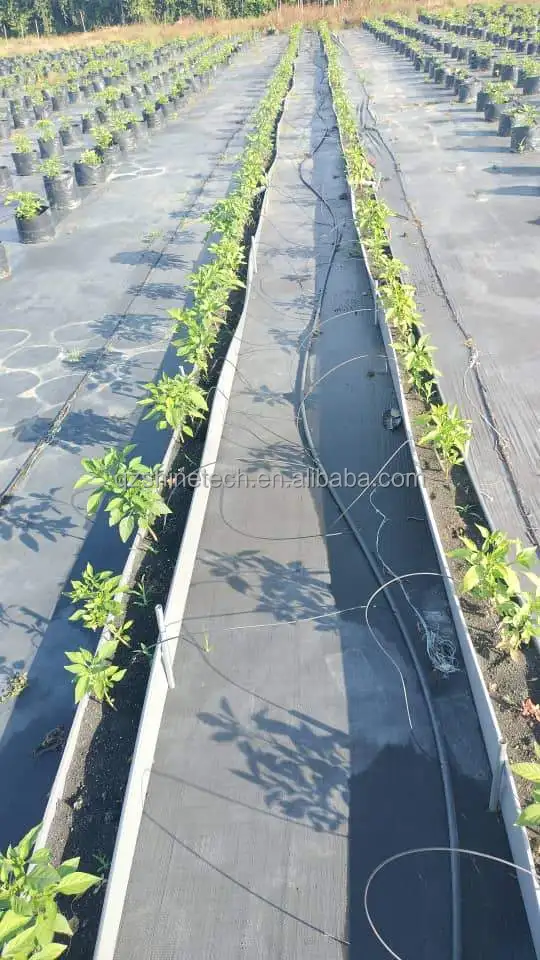 vertical strawberry system