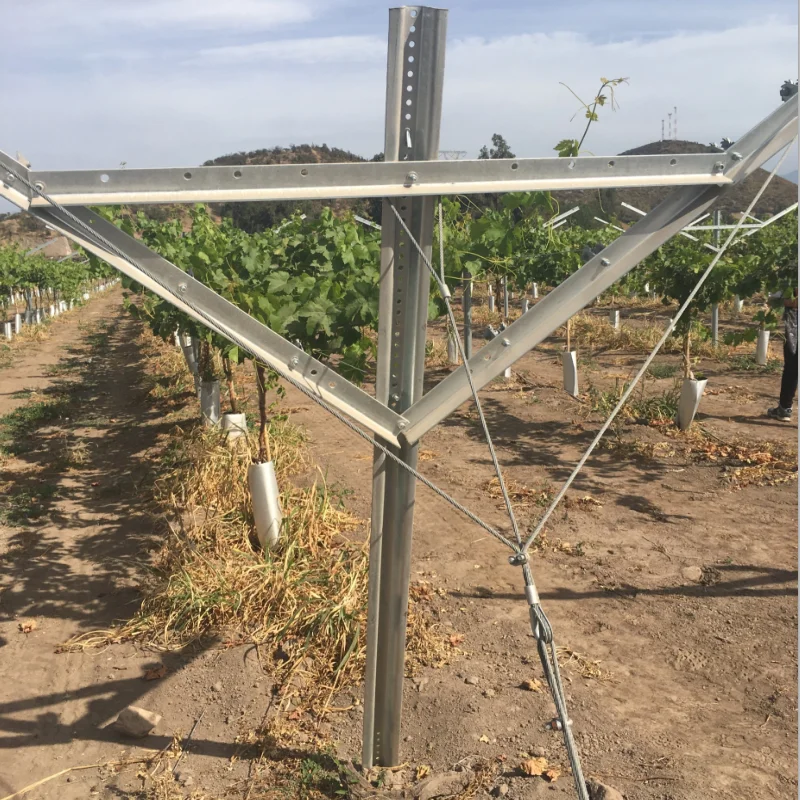 Direct Factory Steel Zinc Coating Table Grape Plantation Vineyard "Y" Shape Grape Open Gable Trellis Poles System