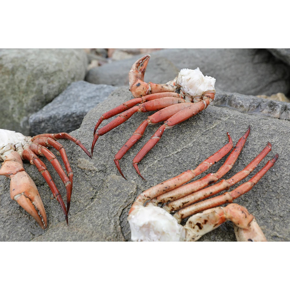 cooke uruguay deep-sea red crab clusters (chaceon notialis)