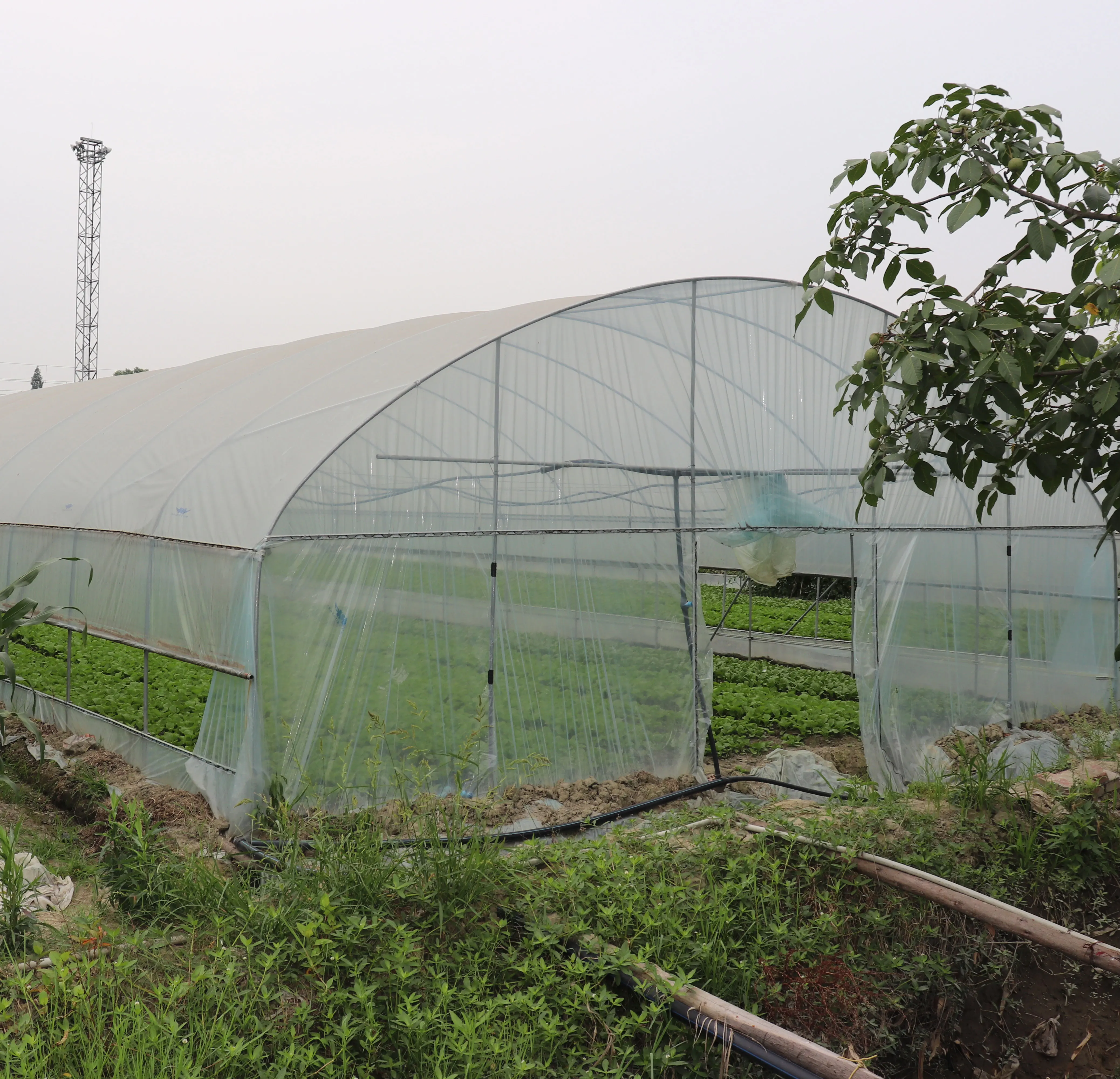 Agricultural Hoop Greenhouse 20-100m Commercial Economic Tunnel Plastic ...