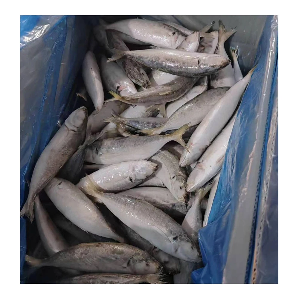 Frozen-mackerel-fish Mackerel Fish in China Frozen Horse Mackerel Supplier