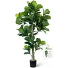 Fiddle Leaf Fig Tree 6ft