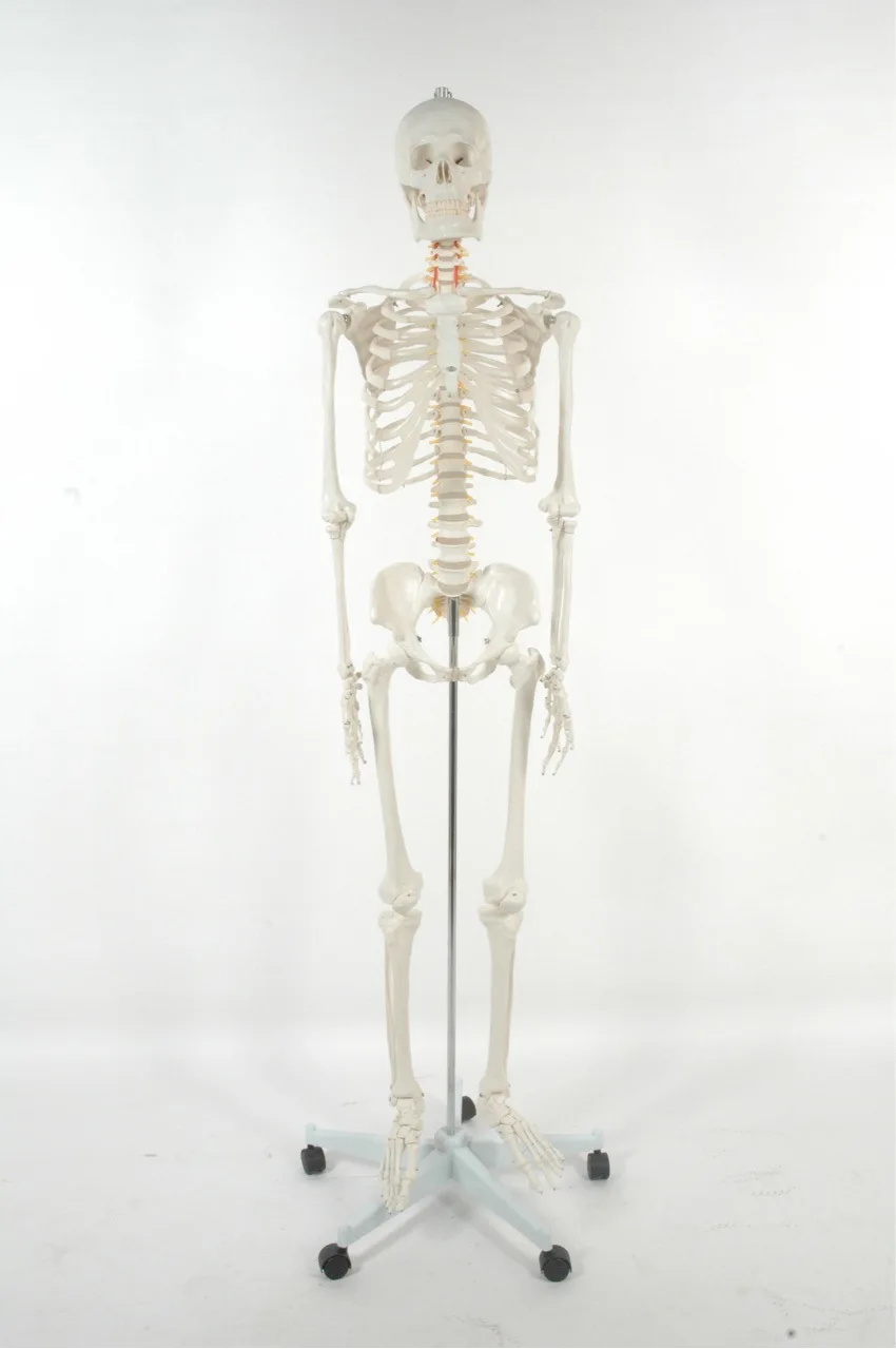 170cm High Human Skeleton Anatomical Model Life Size Full Body Skeleton