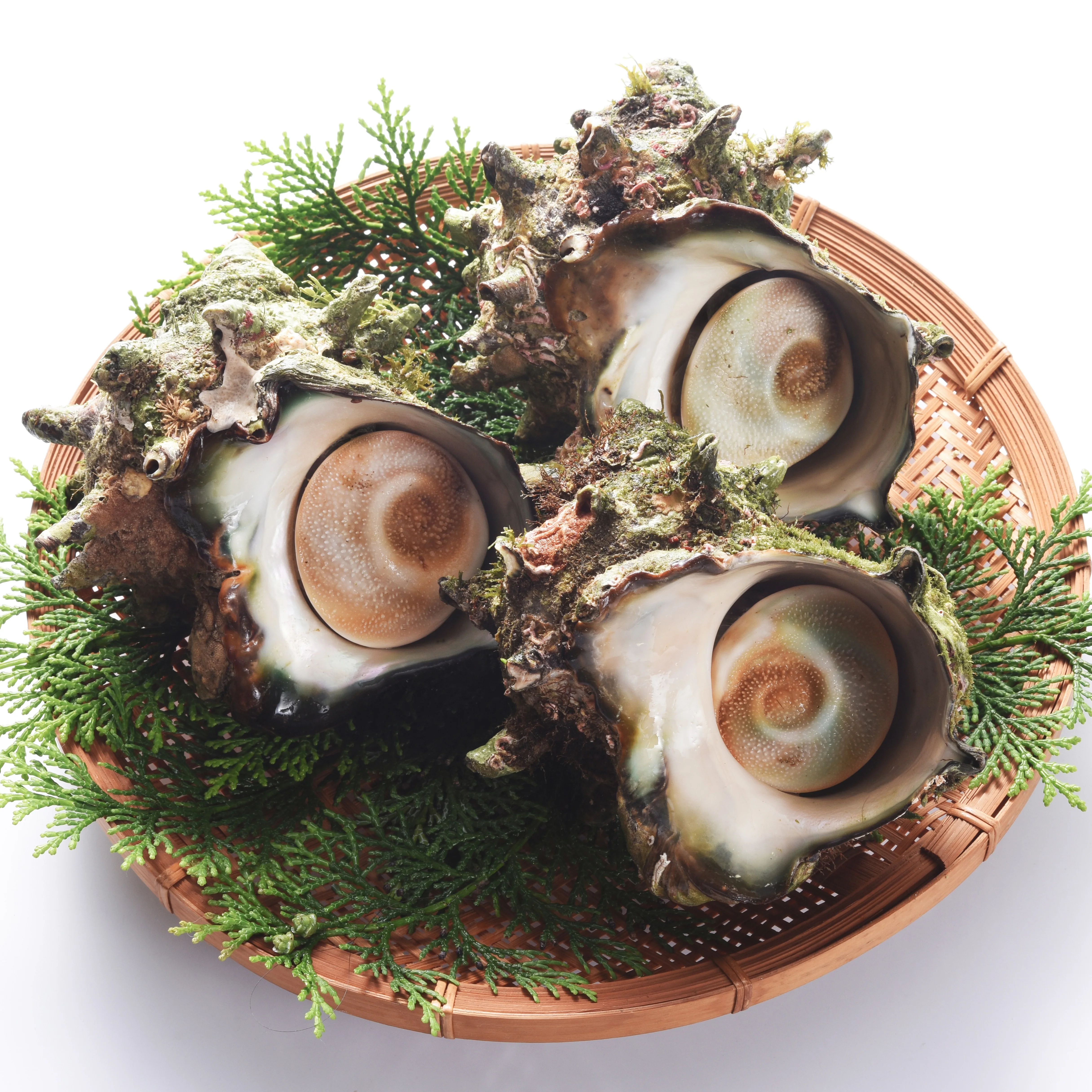 Высокое качество пикантный вкусные раковины продукции Настольный свежие морепродукты