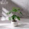 Une branche verte dans le pot de fleurs