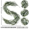 1.8-meter gradient green Norfolkpine - 36 heads
