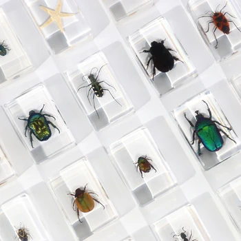 Factory Direct Real Insect in Resin Clear Acrylic Animal Scorpion Specimen Teaching Toys for Kids Learn at School