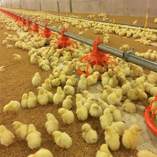 Download Profnew Essional Automatic Egg Layer Chicken Farm Laying Hens Poultry Battery Cages For Sale With Factory Price Hot Sales Buy Hot Sale Wooden Rooster Cage Used Poultry Battery Cages For Sale Poultry Farm