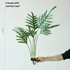 6 foglie della felce sessile Polystichum